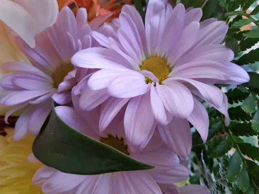 "Flower Power" & "A Card For All Seasons" Boxed Set of 8 Assorted Blank Greeting Cards with Envelopes